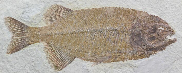 Ferocious Phareodus Fish Fossil - Scarce Species #44537